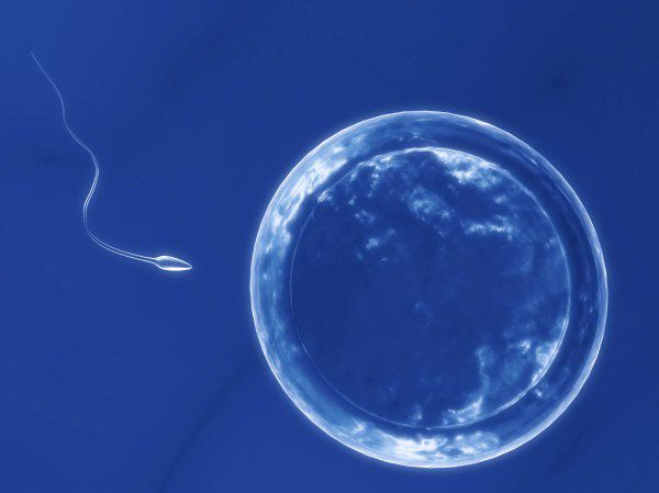 Sperm And Egg 6 X 4