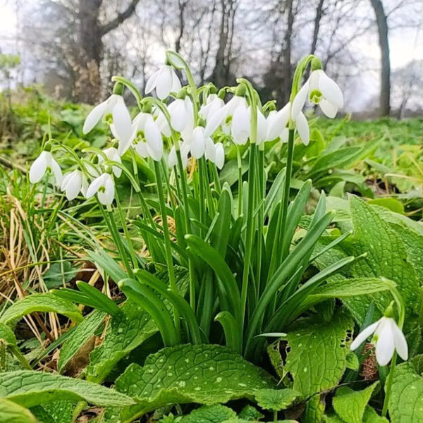 Spring Flowers