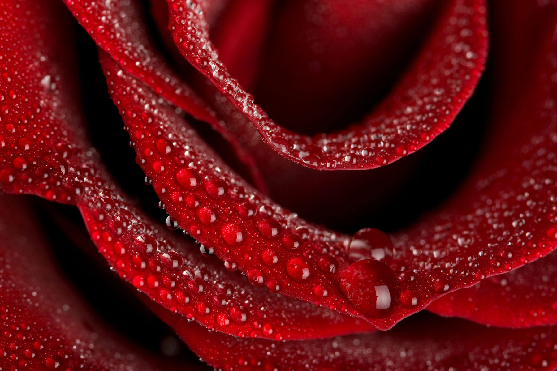 red rose sparkling with water droplets